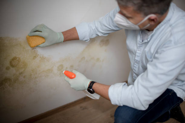 Certified Mold Removal in Jacksonville, AL