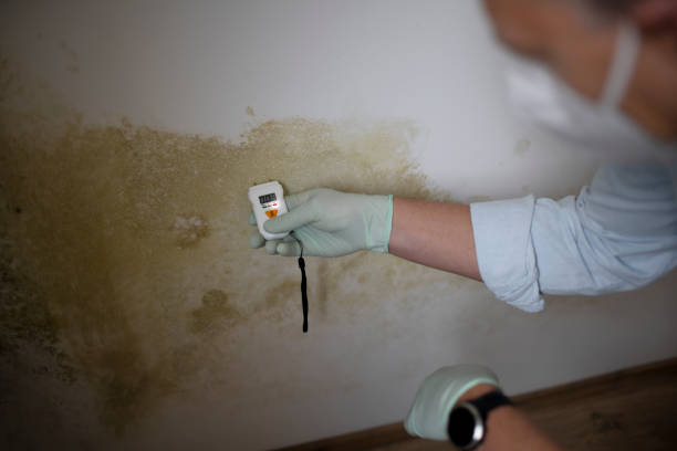 Best Black Mold Removal  in Jacksonville, AL