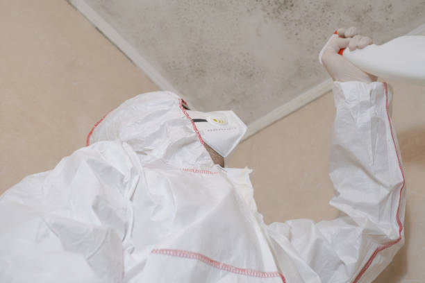 Best Affordable Mold Removal  in Jacksonville, AL