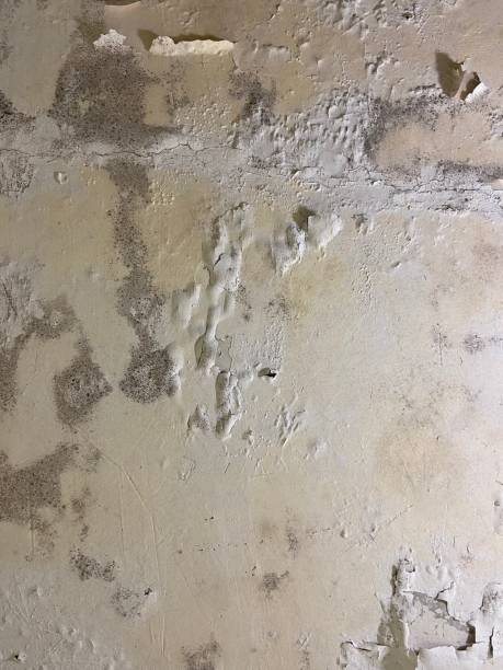 Best Toxic Mold Removal  in Jacksonville, AL