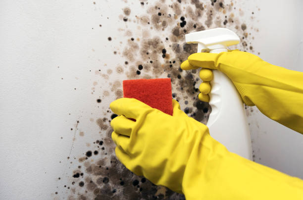Best Office Mold Removal Services  in Jacksonville, AL