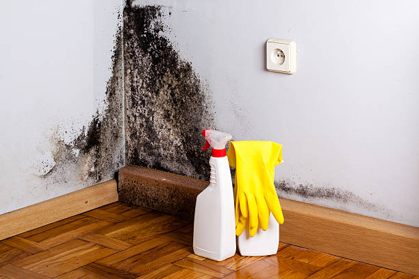 Professional Mold Removal in Jacksonville, AL
