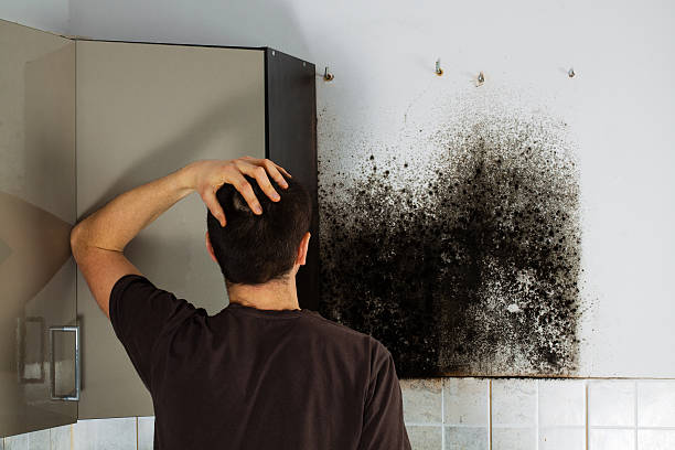 Mold Testing and Removal in Jacksonville, AL