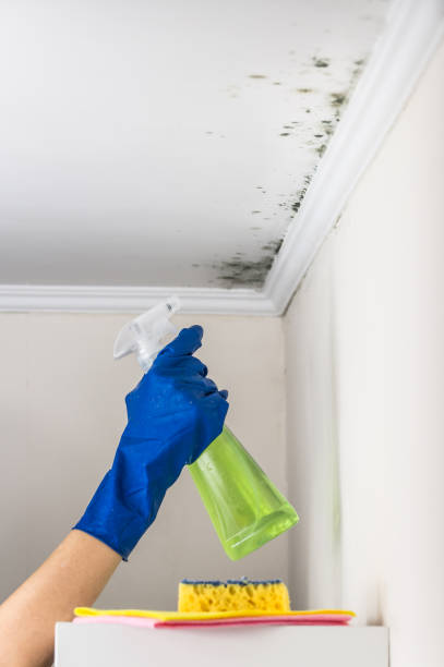 Best Professional Mold Removal  in Jacksonville, AL